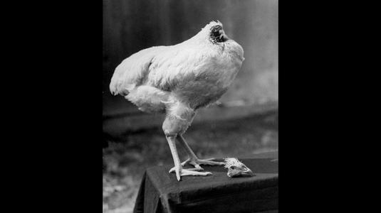 rick the headless chicken