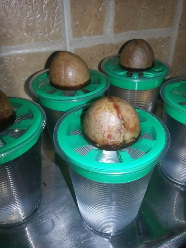 3d Print - Avocado Pit Germination Holder - Cup Edition