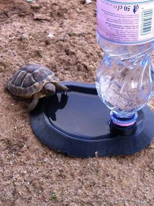 Pond for small animals
