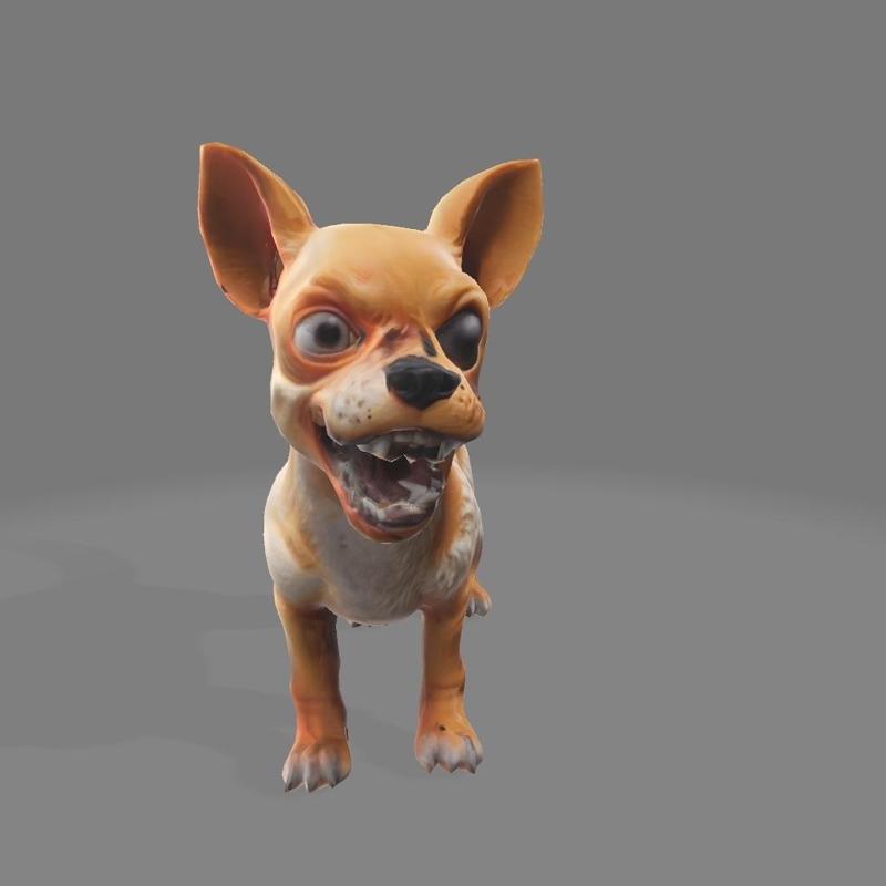 Angry Chihuahua dog