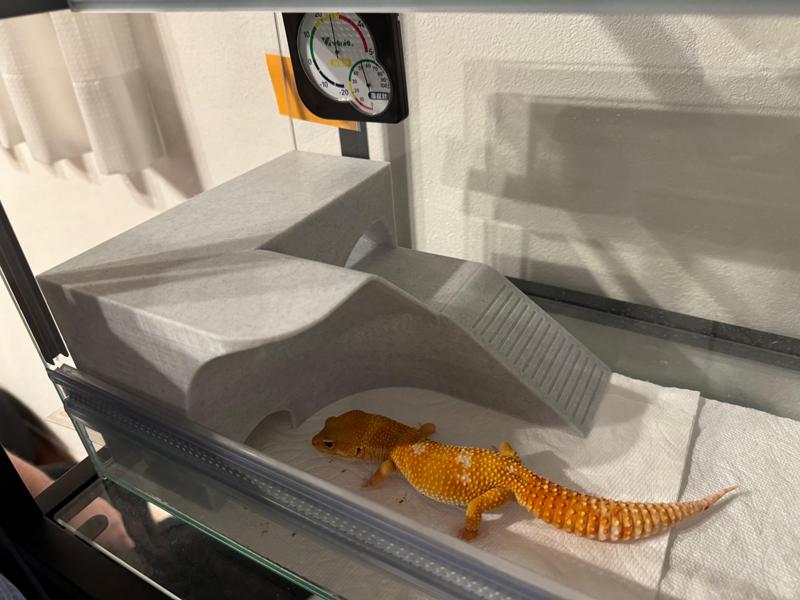 Leopard Gecko House (Designed to fit in GEX EXOTERRA 400Slim Cage)