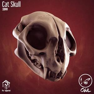 Cat Skull