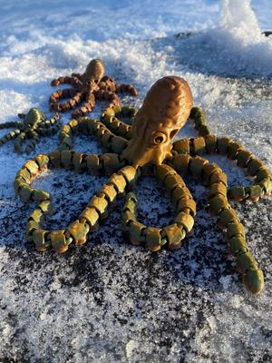 Octopus and Juvenile