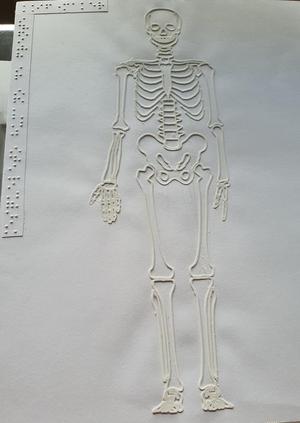 Tactile image: skeleton (front)