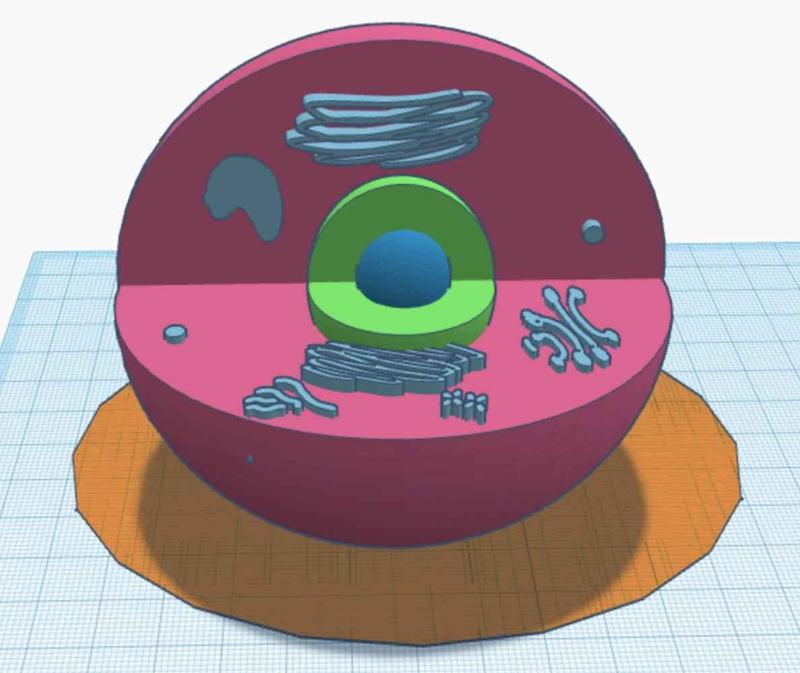 Cell Model