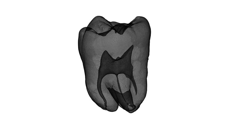 Natural Tooth(High quality )