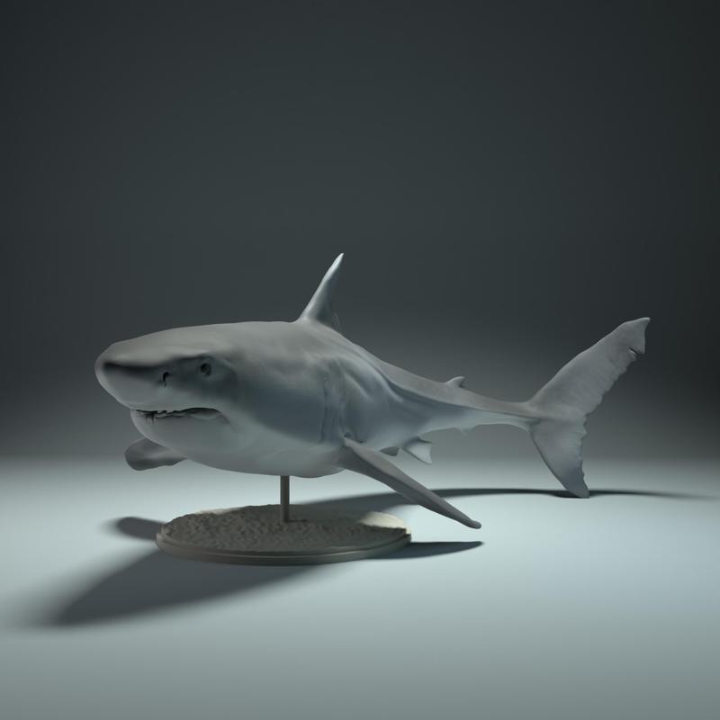 Great White Shark