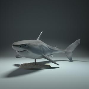 Great White Shark