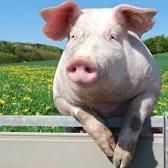 Piggy