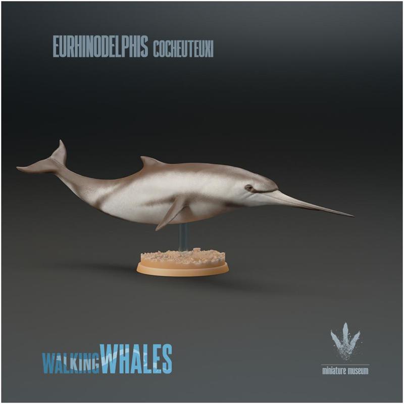 Eurhinodelphis cocheuteuxi : Well-nosed Dolphin