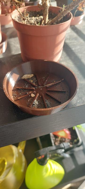 Parametric planter pot tray