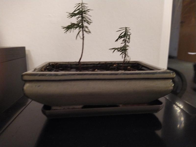 Bonsai Topf Wasser Abtropfschale Untertopf
