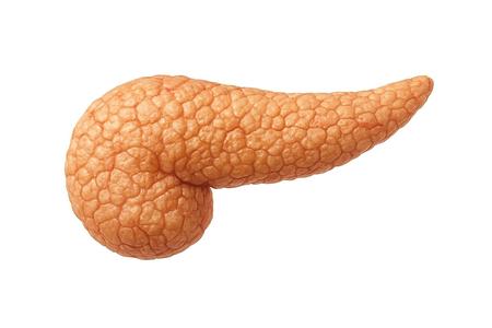 Model slinivky/ anatomically accurate model of human pancreas