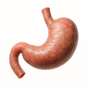 Model žaludku/ anatomically accurate model of human stomach