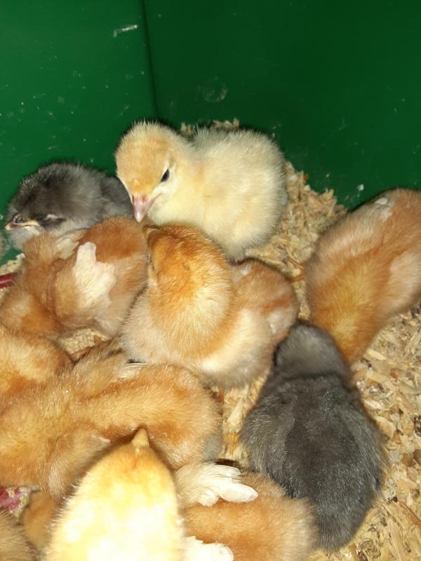 satellite for cogbot weather station