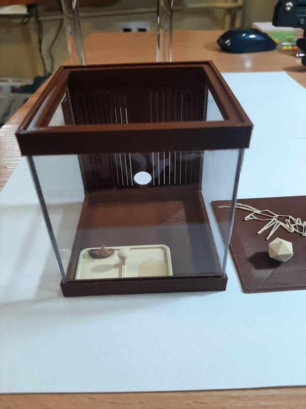 Formikarium arena dla mrówek