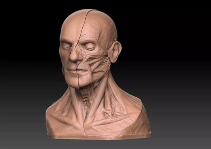 Human Head Artistic Anatomy