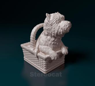 Toto in basket