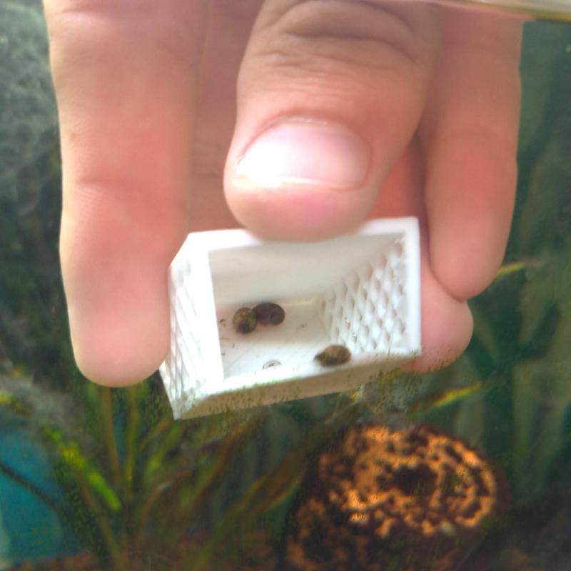 Aquarium snail catcher
