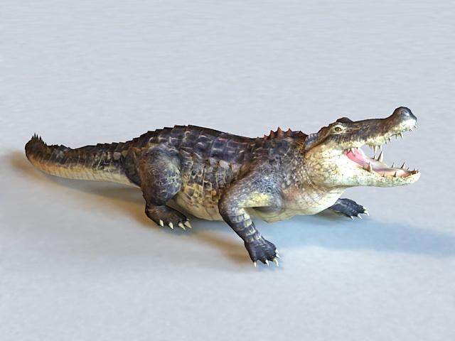 American Alligator 3D model