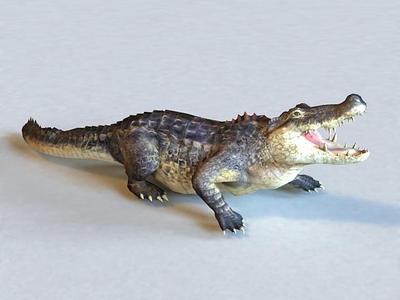 American Alligator 3D model