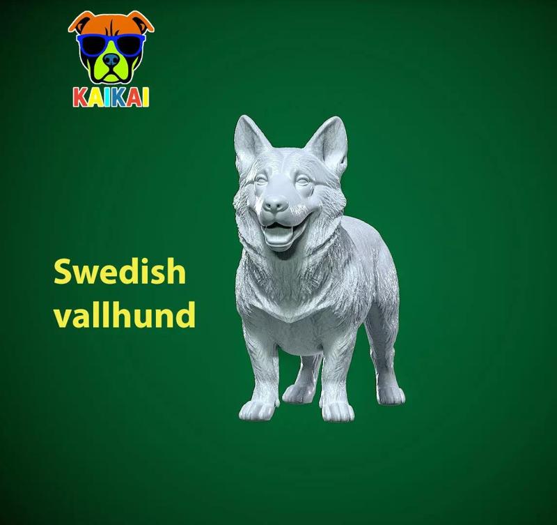 Tailless Swedish Vallhund Dog model - 3D print