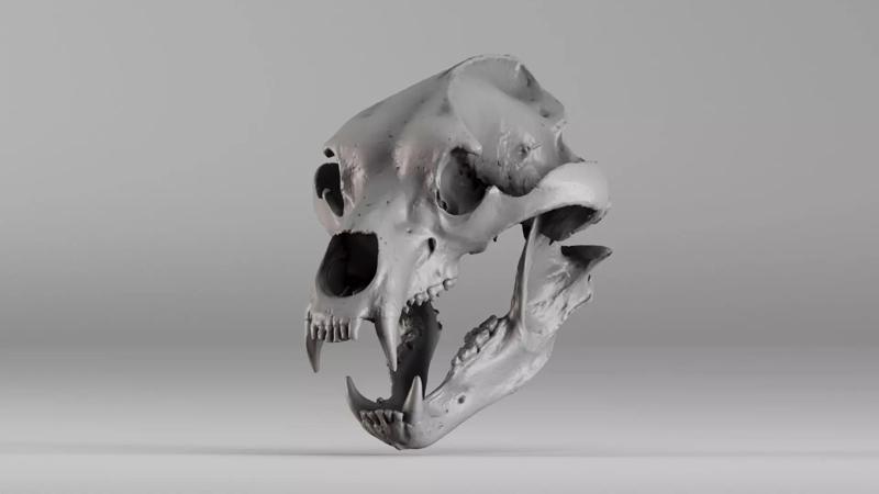001645 Brown Bear Skull Ultra Realistic 3D Scan