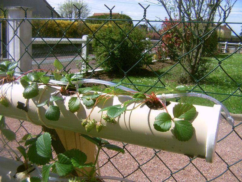 drip emmitter/goutte a goutte