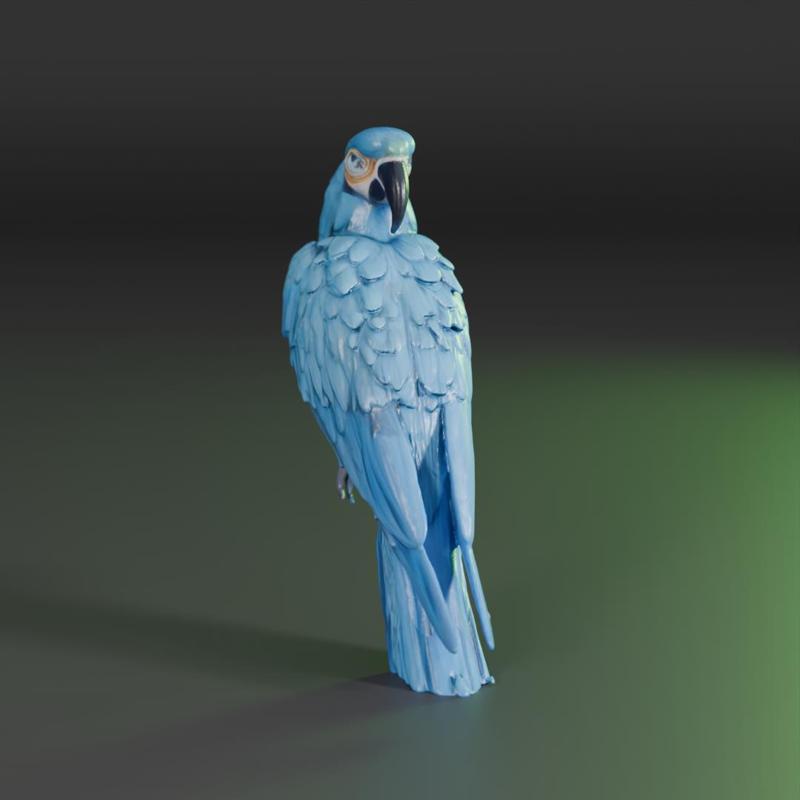 blue macaw
