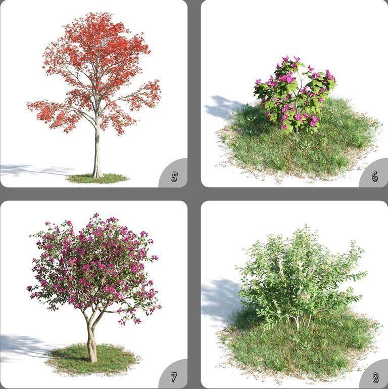 Plant Flowers Beautiful Color 3D Model Plant 5-8