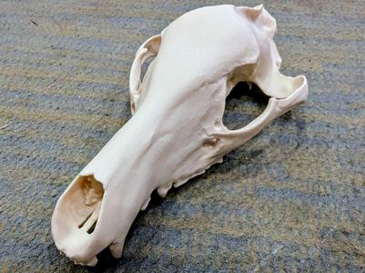 Thylacine Skull