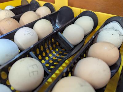 Egg Holder for Brinsea Ovation series