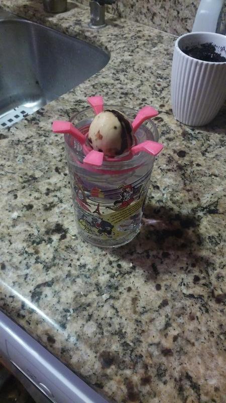 avocado pit glass holder