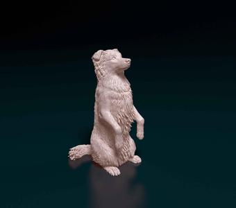 Australian Kelpie 02