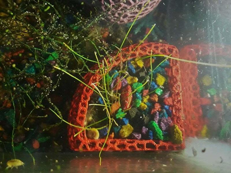 Corner aquarium planter