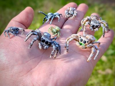Jumping Spider