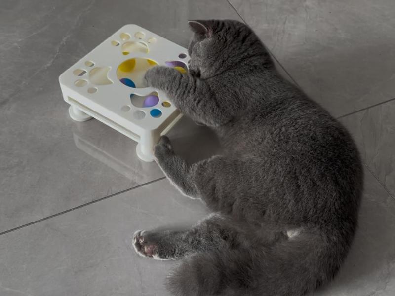 Cat Toy