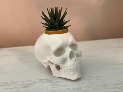 Skull with Plant Cutout