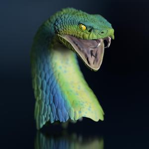 Harlequin snake - Fantasy