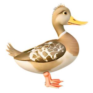 Realistic Mallard Duck