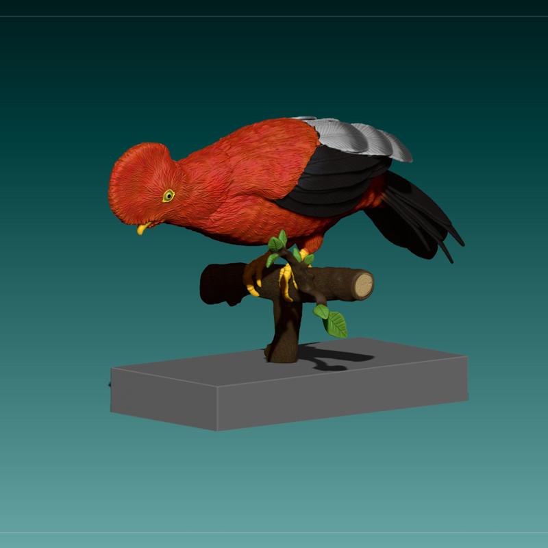 Rupicola Peruvianus / Cock of the Rock_V1