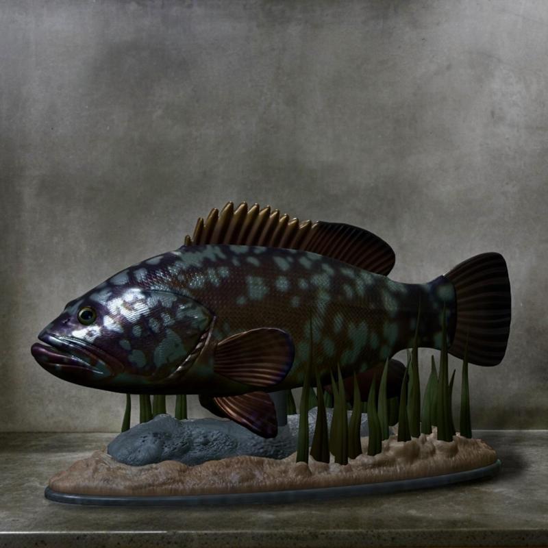 fish dusky grouper / Epinephelus marginatus statue underwater detailed texture for 3d printing