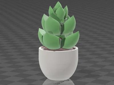 cute decorative plant