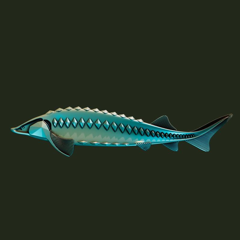 sturgeon fish