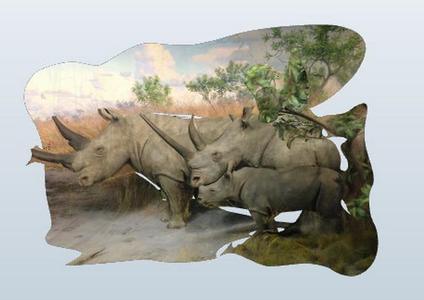 AMNH African Rhinos