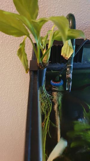 Paludarium, aquarium hanging pot easy print