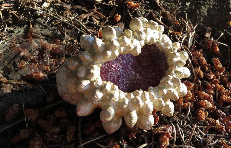 Spike Clam - 3D fractal curiosity