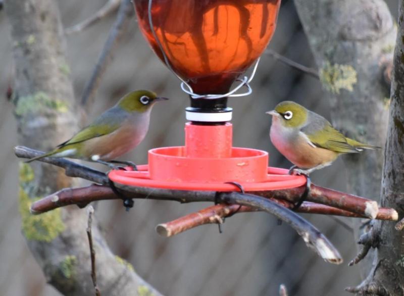 Bird Feeder