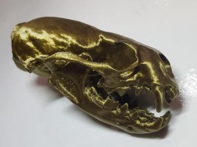 River Otter Skull