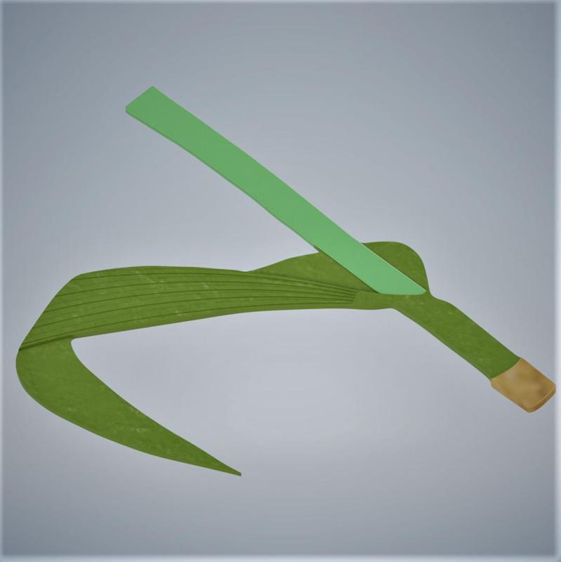 Parallel Veins - Monocot